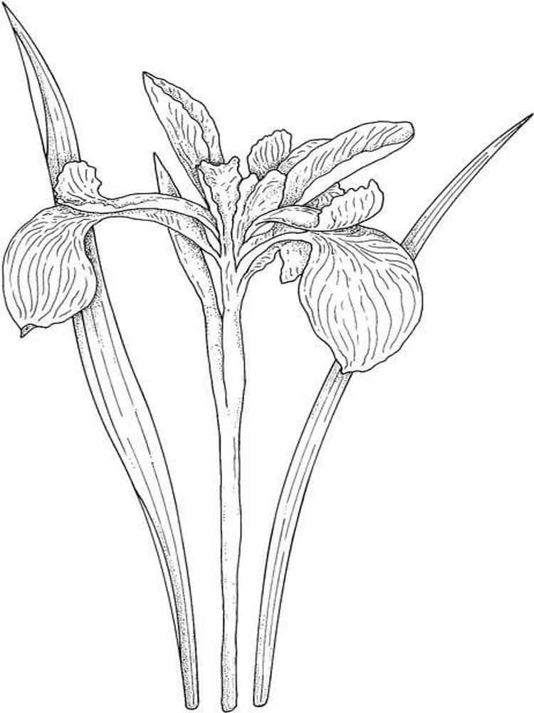 iris coloring pages printable jpg