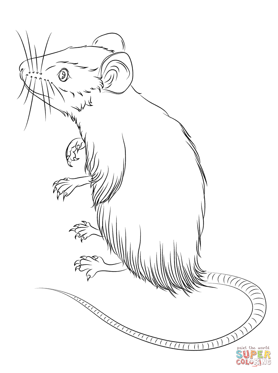 34 Mice Coloring Pages Printable 22