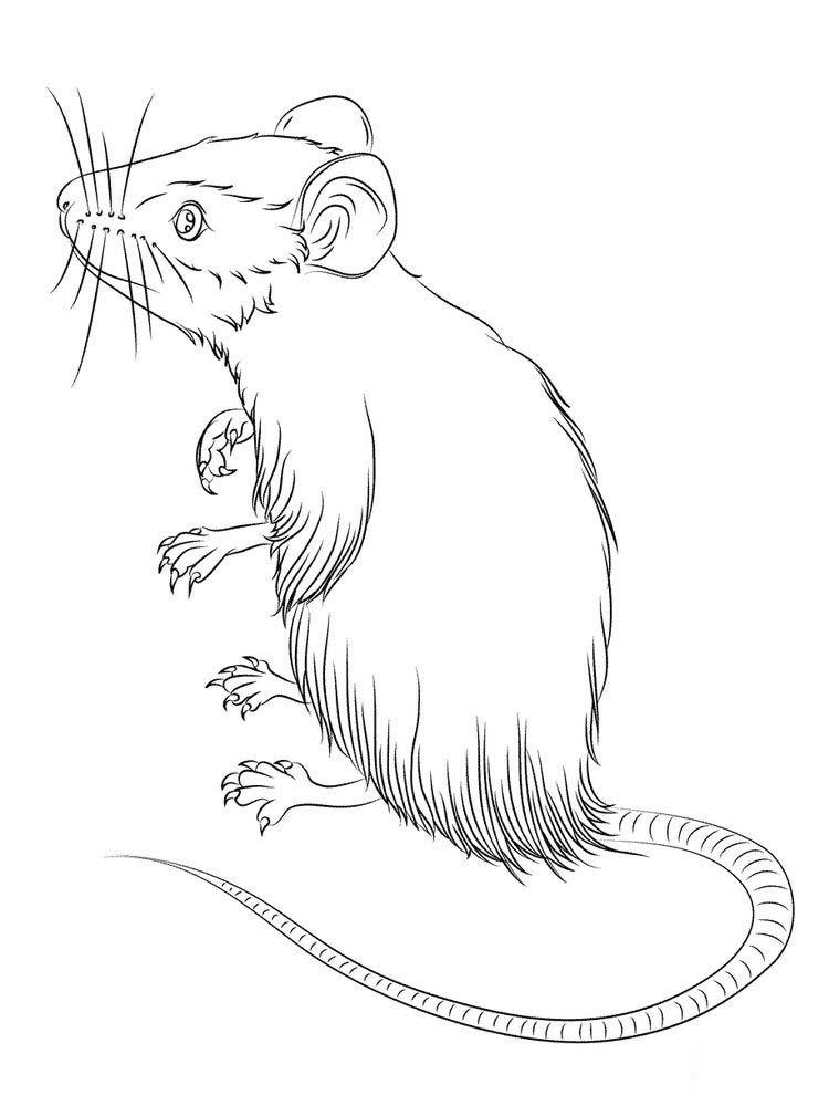 34 Mice Coloring Pages Printable 31