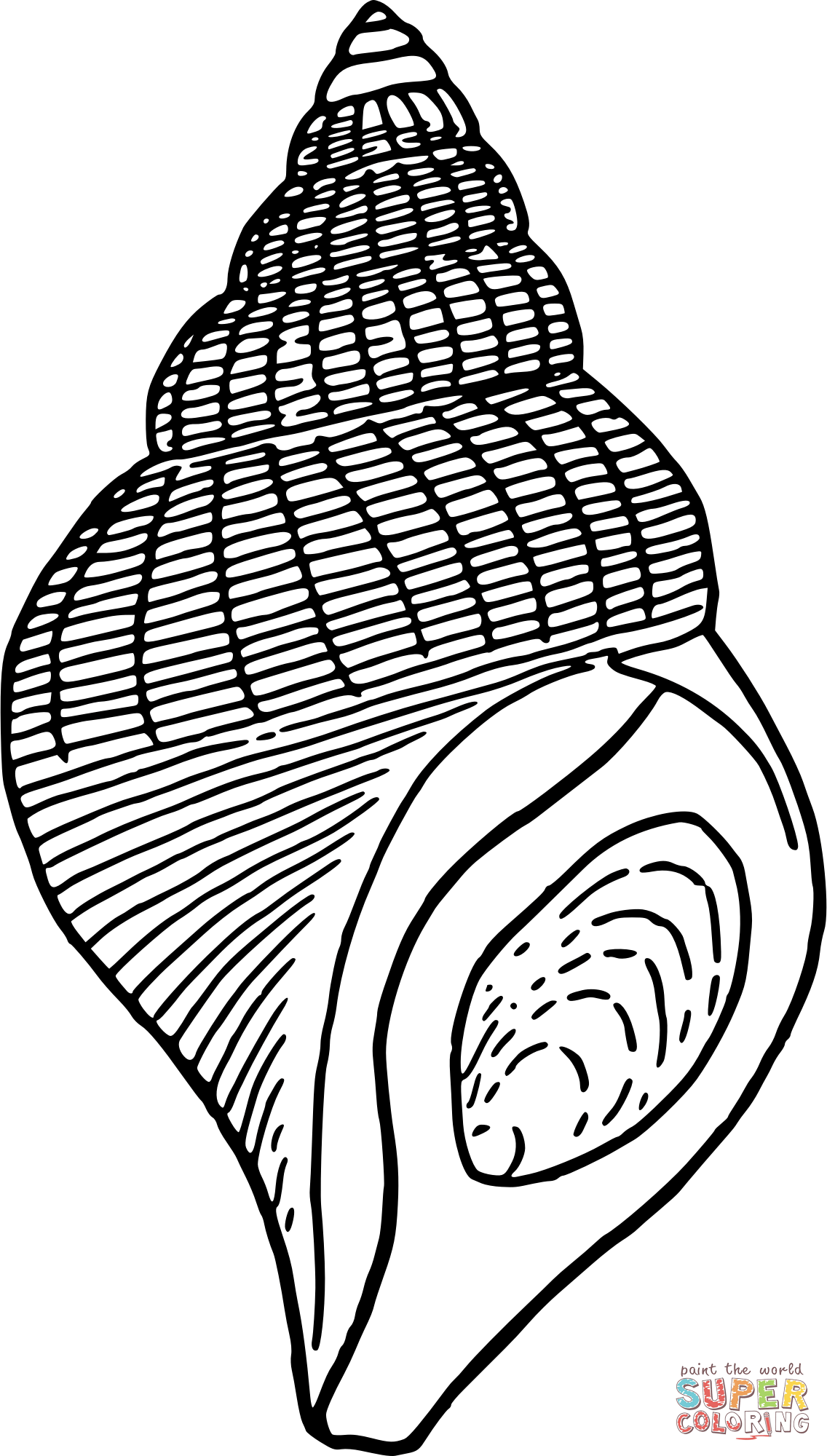 36 Sweet Seashell Coloring Pages Printable 11