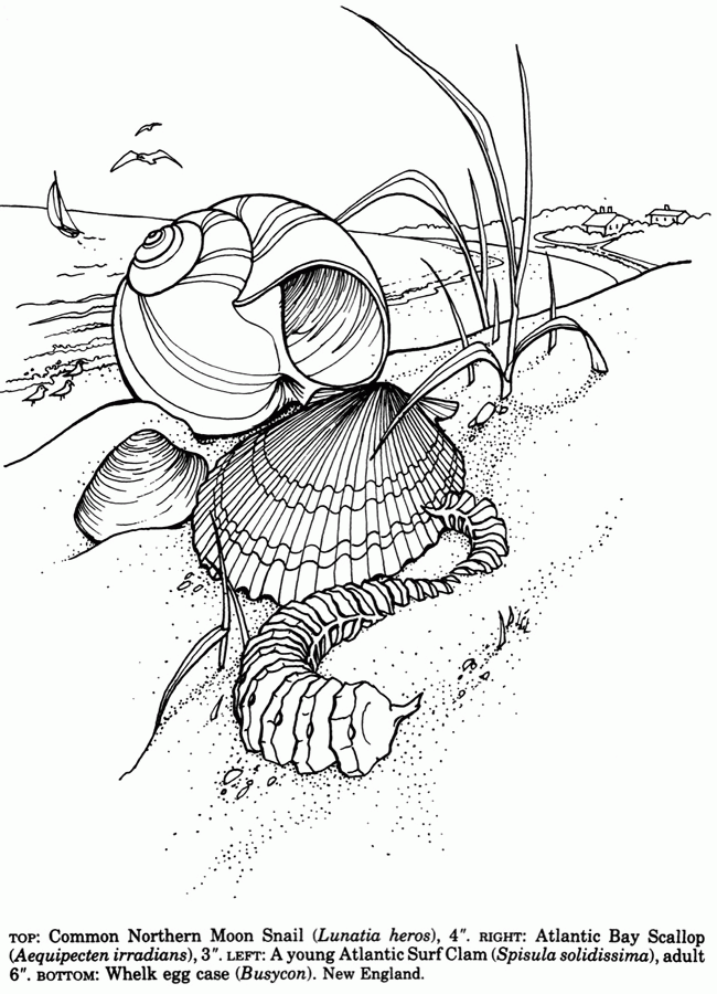 36 Sweet Seashell Coloring Pages Printable 16