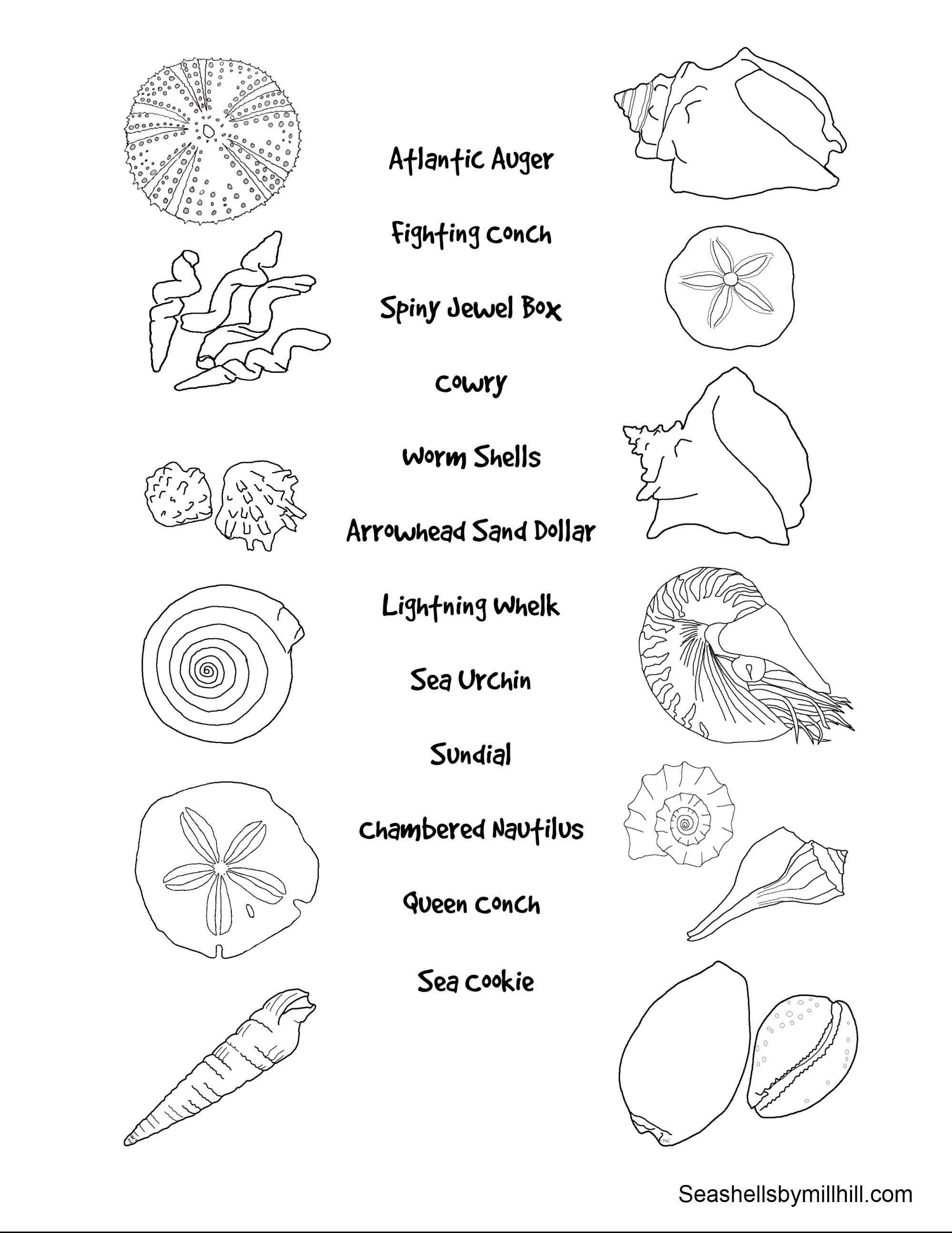 36 Sweet Seashell Coloring Pages Printable 19