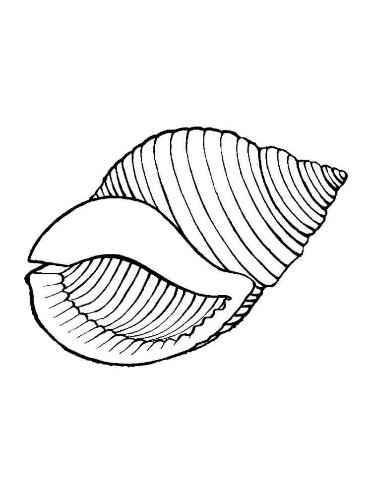 36 Sweet Seashell Coloring Pages Printable 2