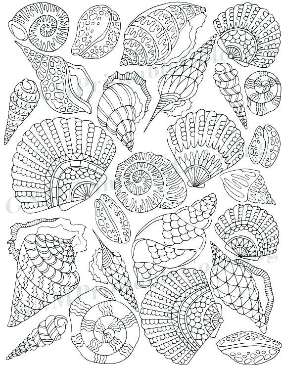 36 Sweet Seashell Coloring Pages Printable 20