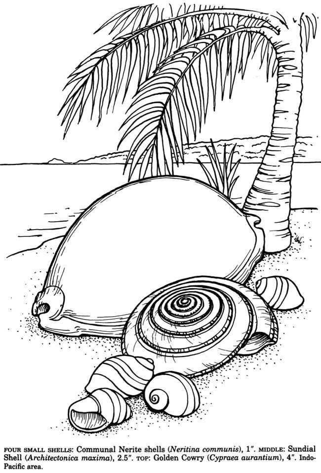 36 Sweet Seashell Coloring Pages Printable 21