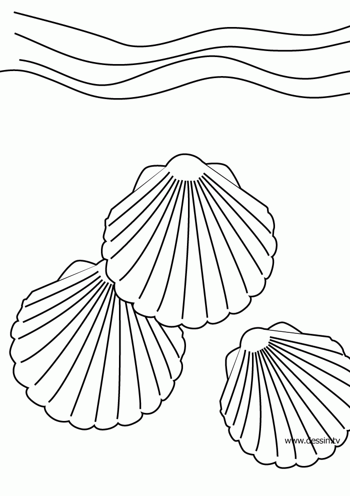 36 Sweet Seashell Coloring Pages Printable 29