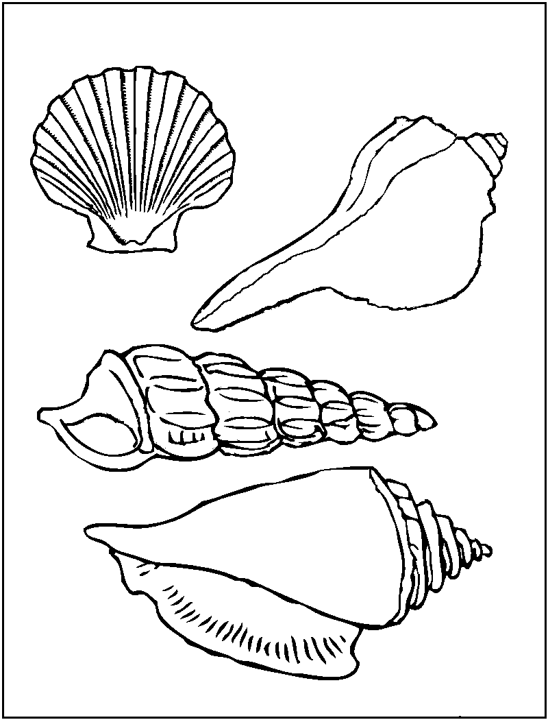 sweet seashell coloring pages printable jpg