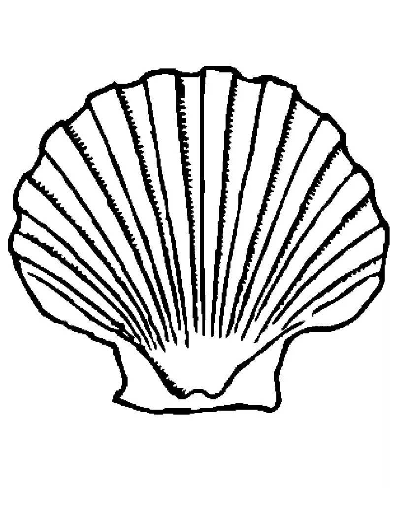 36 Sweet Seashell Coloring Pages Printable 32