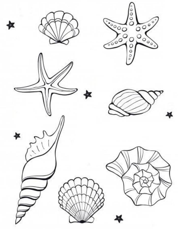 36 Sweet Seashell Coloring Pages Printable 33