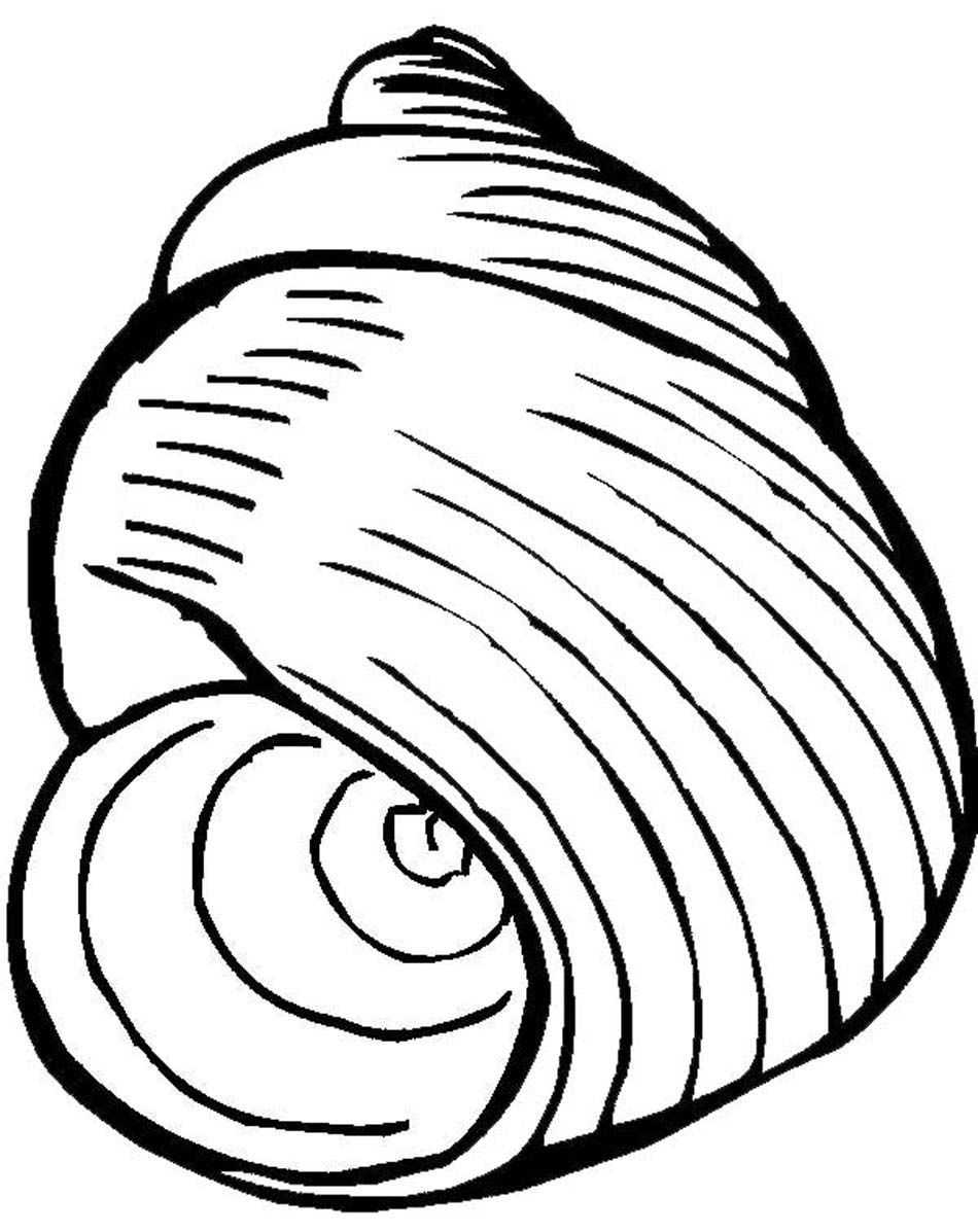 sweet seashell coloring pages printable jpg