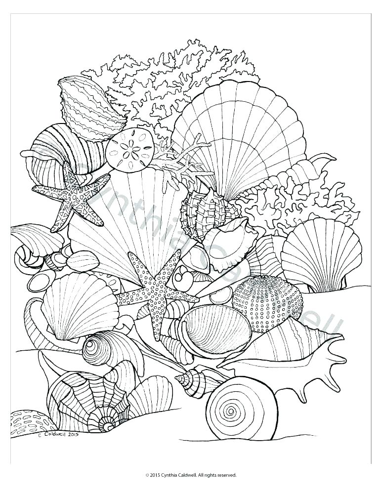 sweet seashell coloring pages printable jpg