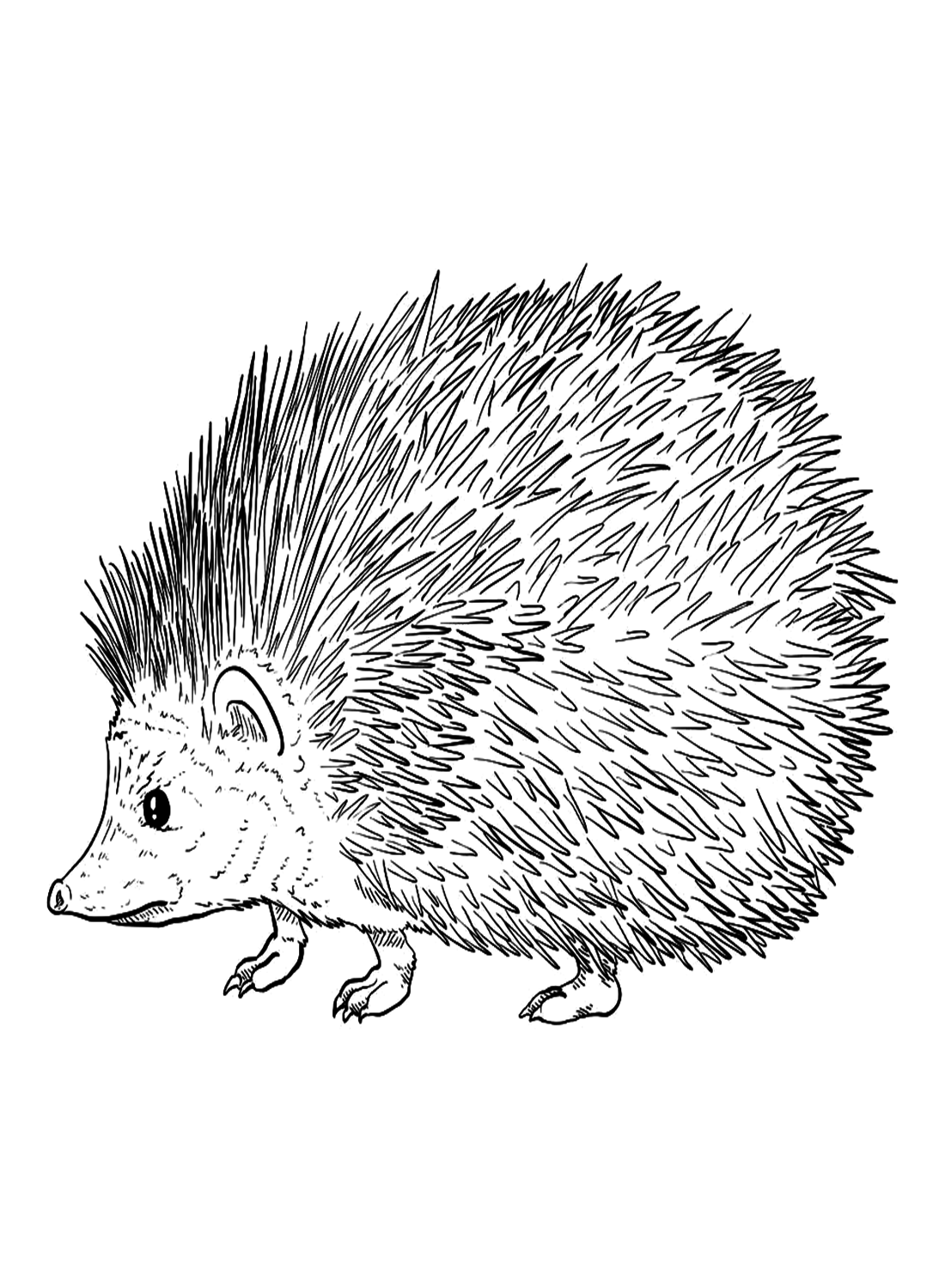 37 Cute Hedgehog Coloring Pages Printable 10