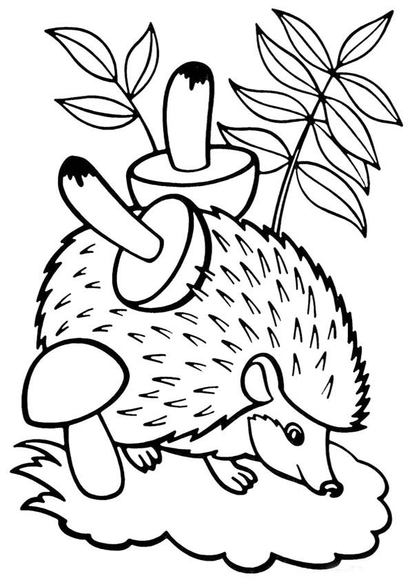 37 Cute Hedgehog Coloring Pages Printable 13