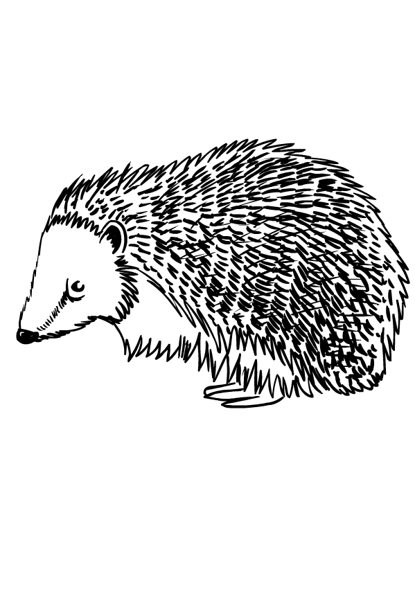 cute hedgehog coloring pages printable jpg