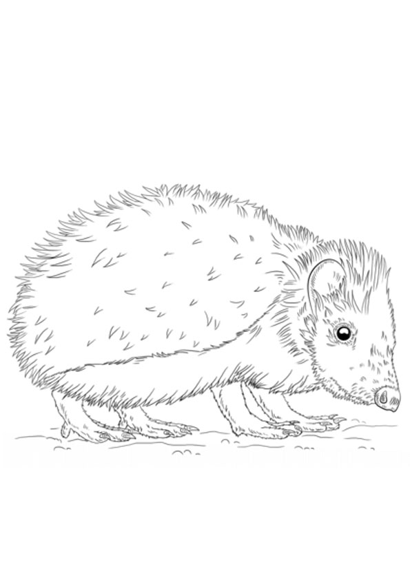 37 Cute Hedgehog Coloring Pages Printable 18