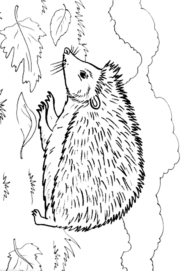 37 Cute Hedgehog Coloring Pages Printable 6