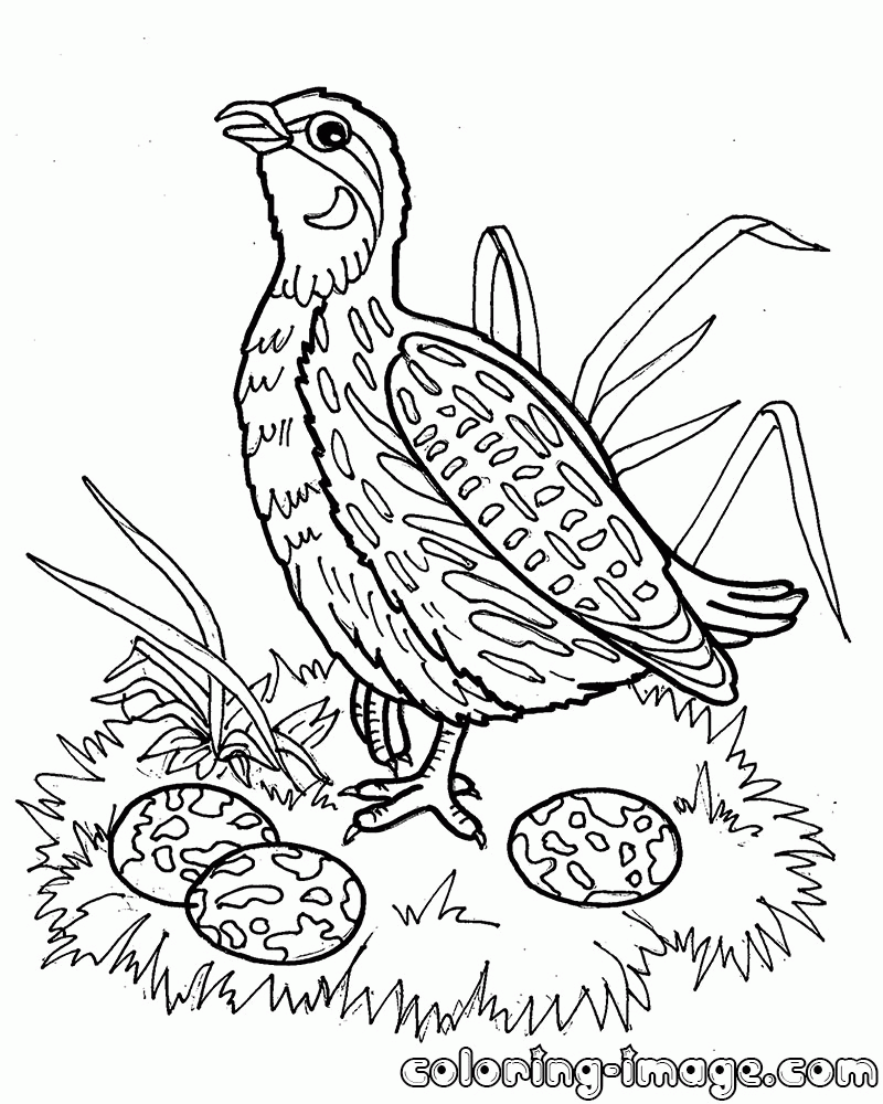 38 Quail Coloring Pages Printable 1