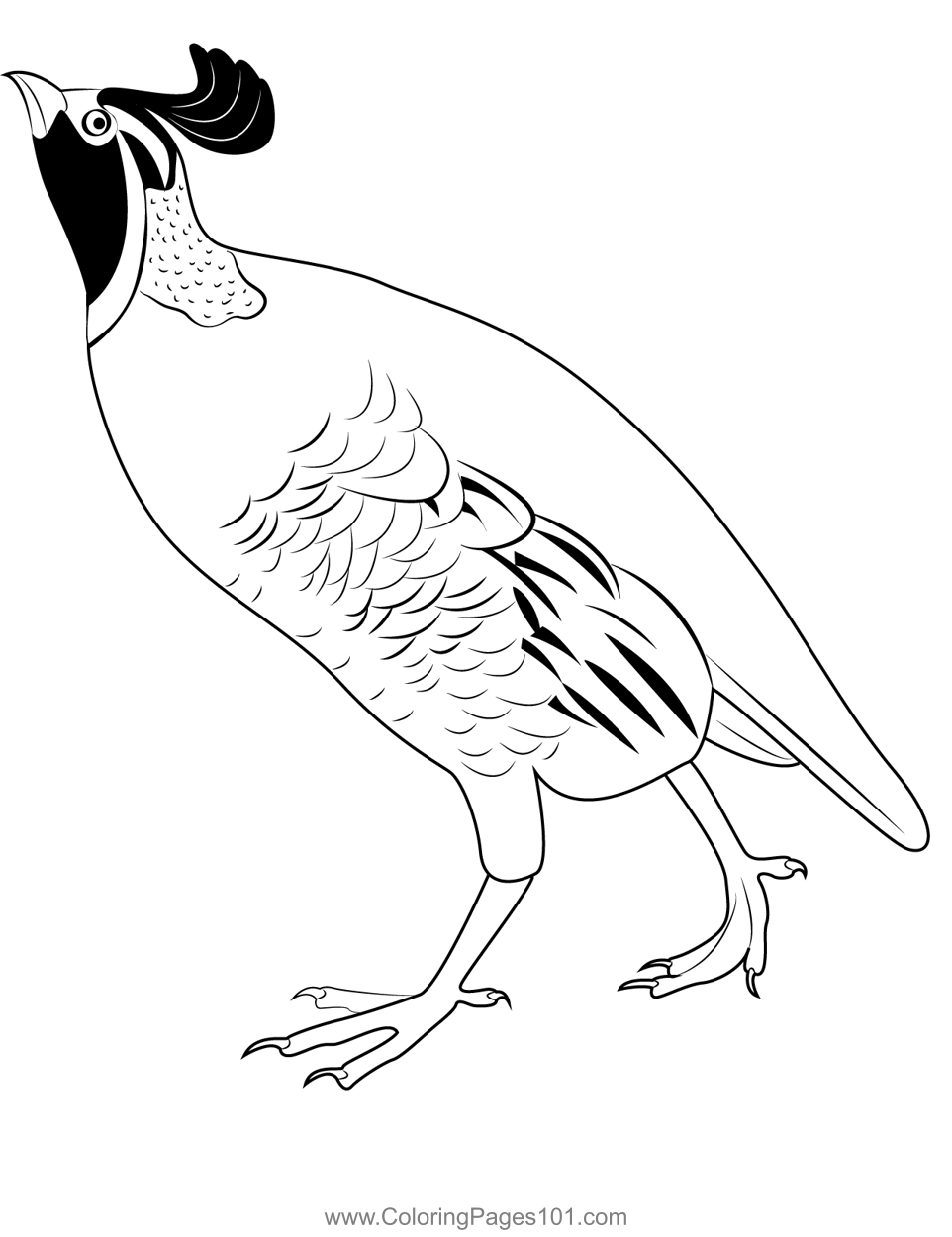 38 Quail Coloring Pages Printable 11