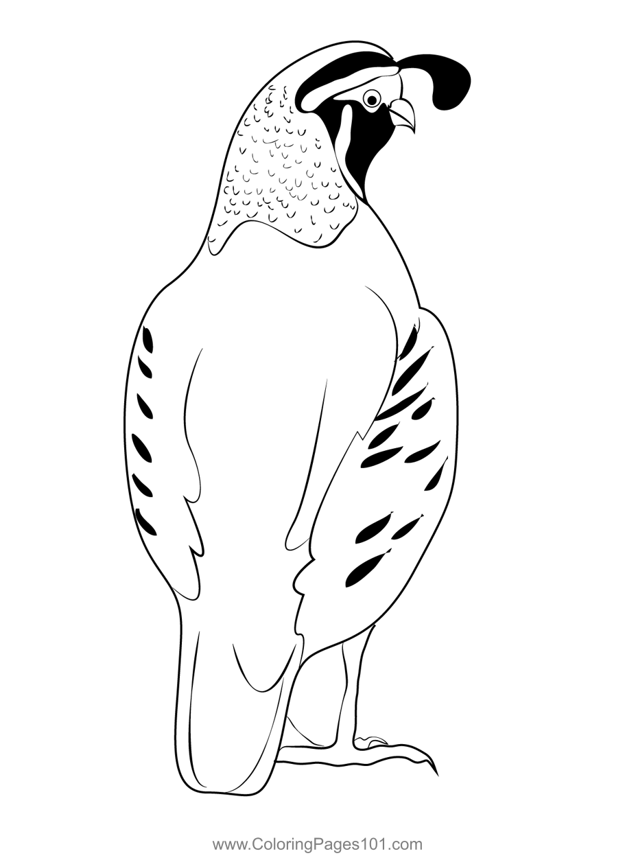 38 Quail Coloring Pages Printable 12