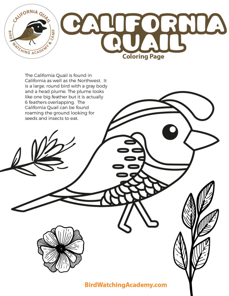 quail coloring pages printable jpg