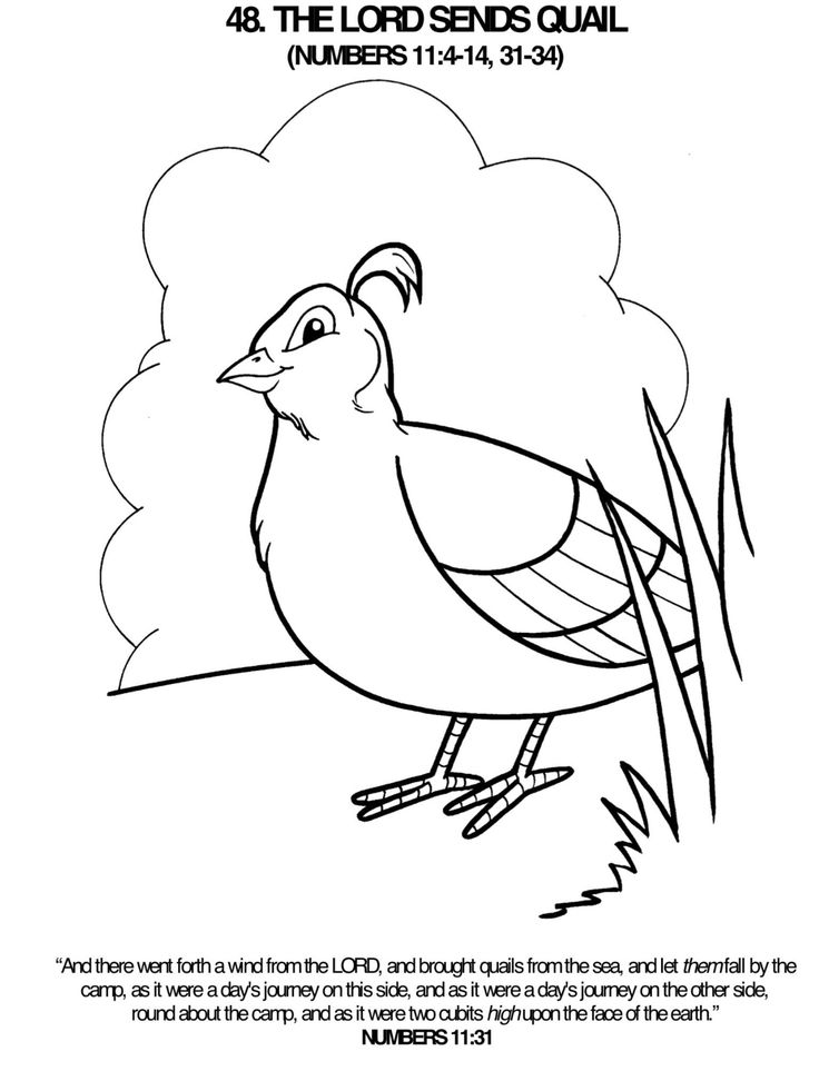 38 Quail Coloring Pages Printable 15