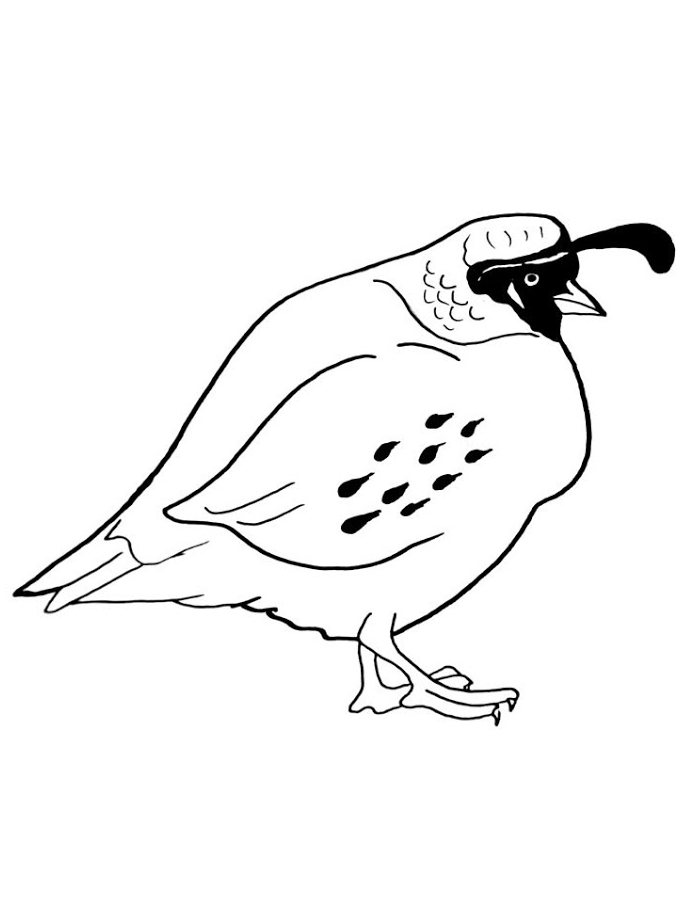 38 Quail Coloring Pages Printable 16