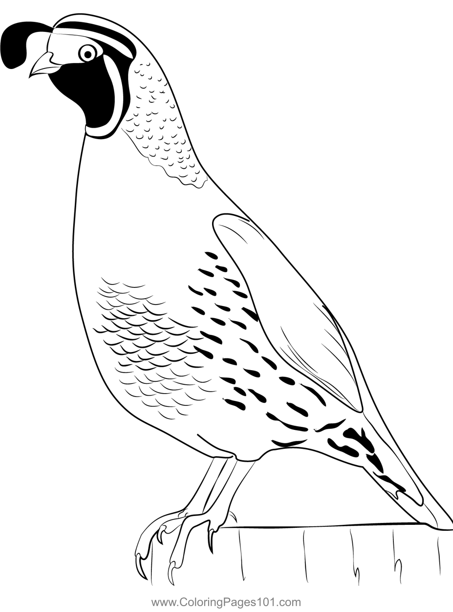 quail coloring pages printable jpg