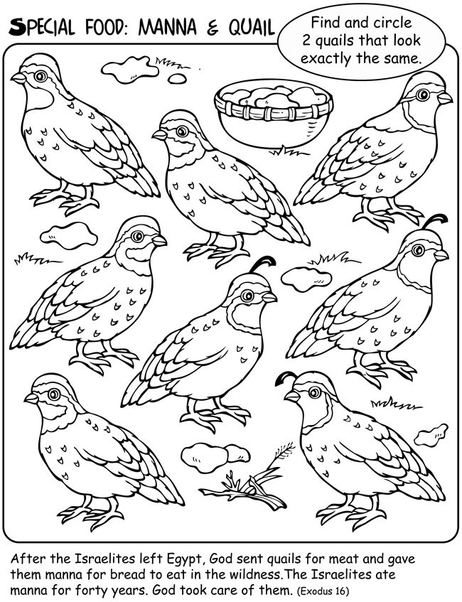 38 Quail Coloring Pages Printable 18