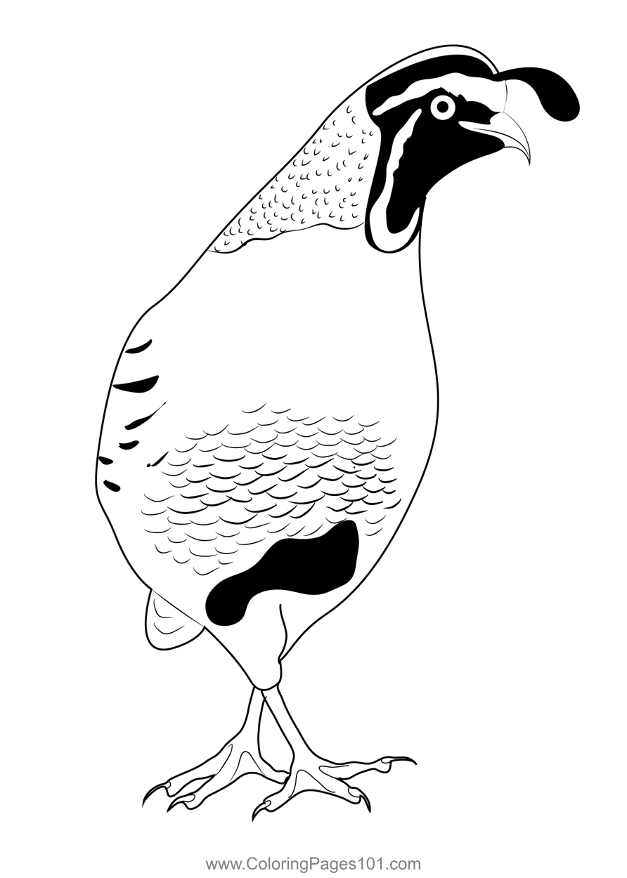 38 Quail Coloring Pages Printable 2