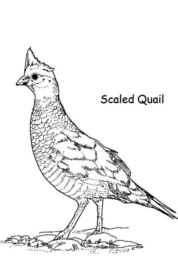 38 Quail Coloring Pages Printable 20