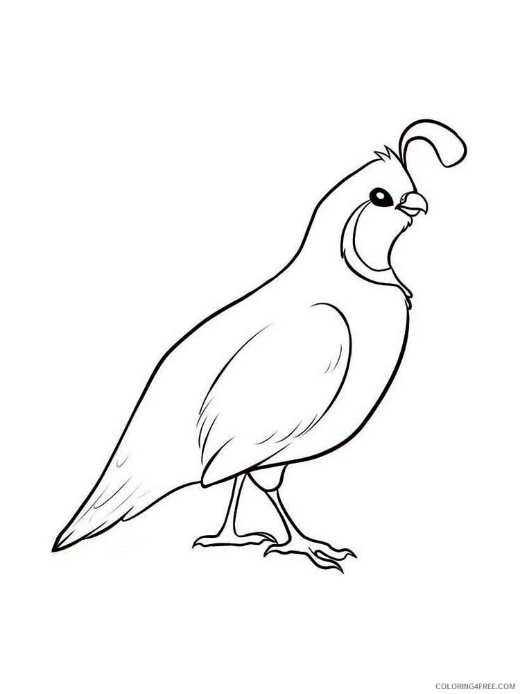 38 Quail Coloring Pages Printable 22