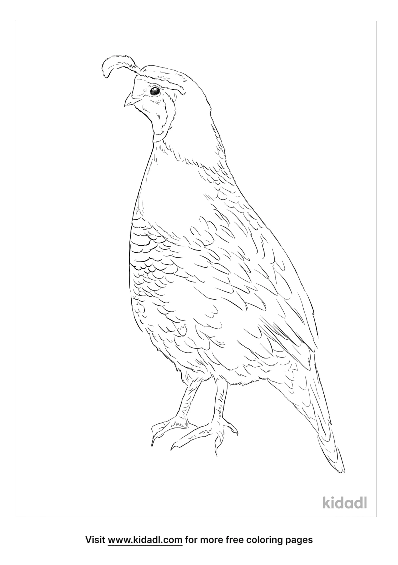 quail coloring pages printable jpg