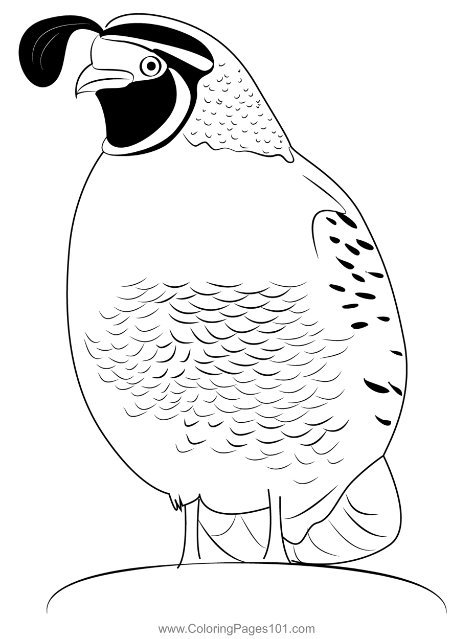 38 Quail Coloring Pages Printable 27