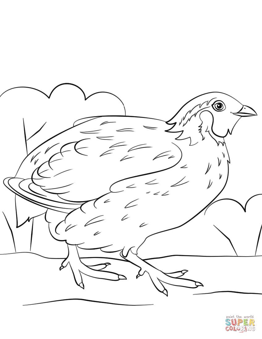 38 Quail Coloring Pages Printable 29