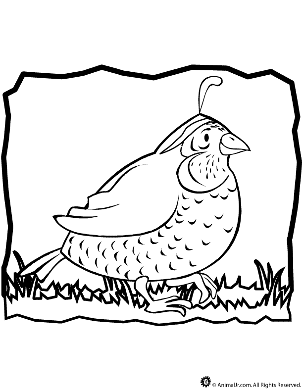 38 Quail Coloring Pages Printable 3