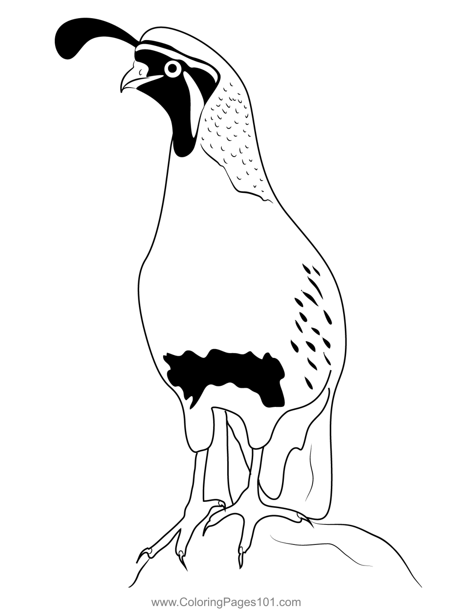 38 Quail Coloring Pages Printable 30