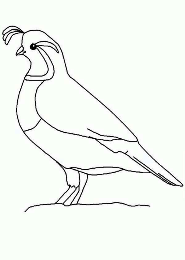 quail coloring pages printable jpg