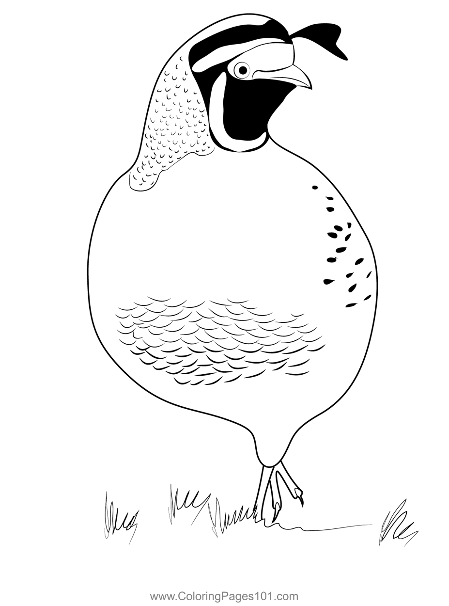 38 Quail Coloring Pages Printable 32