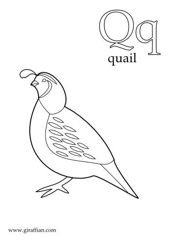 38 Quail Coloring Pages Printable 33