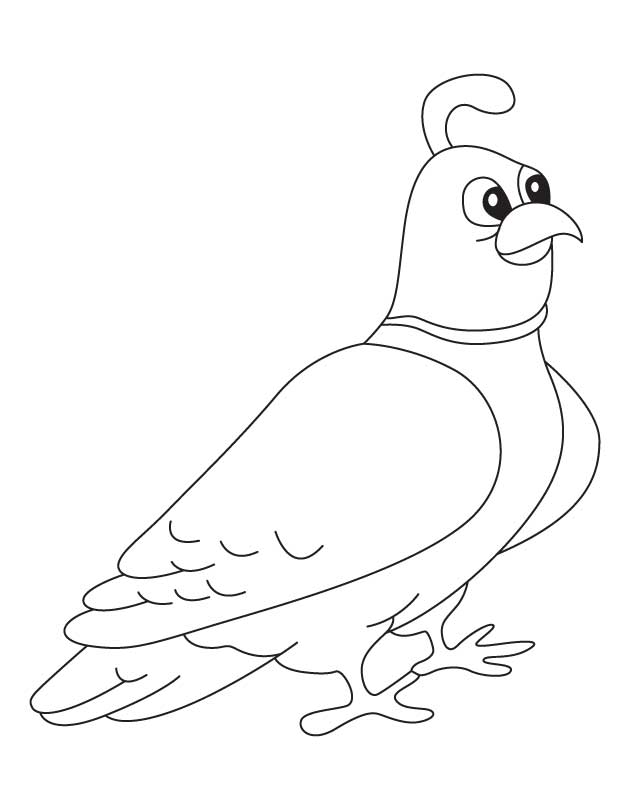 38 Quail Coloring Pages Printable 34