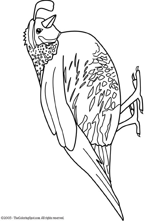 38 Quail Coloring Pages Printable 35