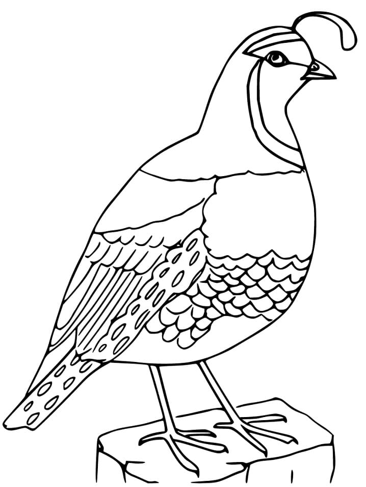 38 Quail Coloring Pages Printable 4