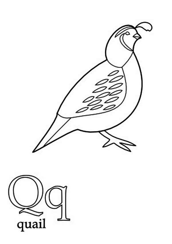 38 Quail Coloring Pages Printable 5