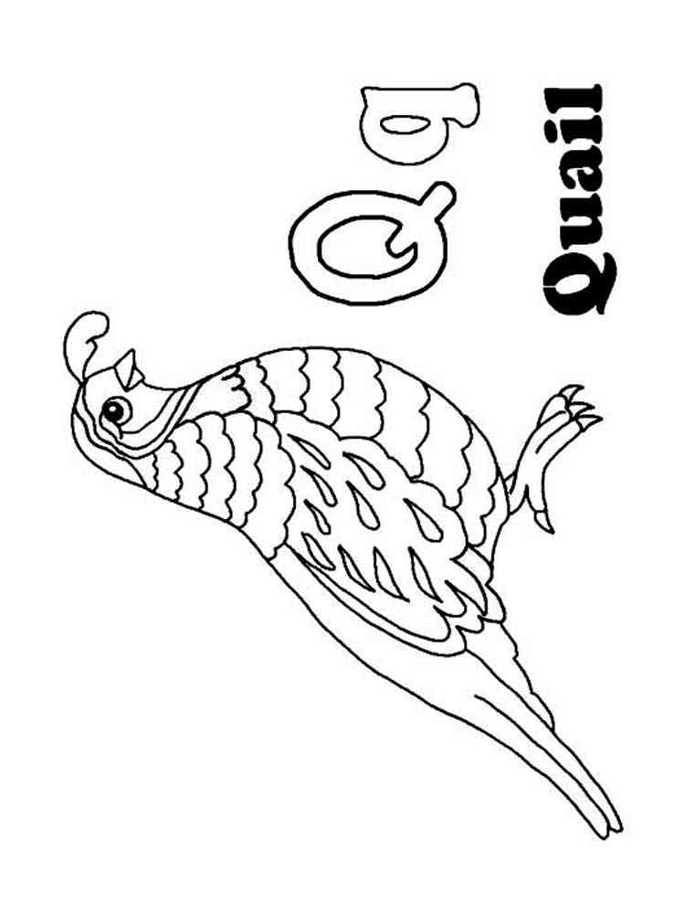 38 Quail Coloring Pages Printable 8