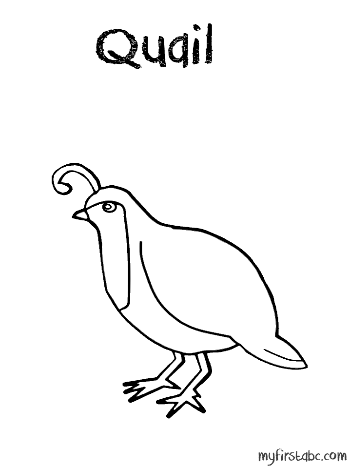 38 Quail Coloring Pages Printable 9