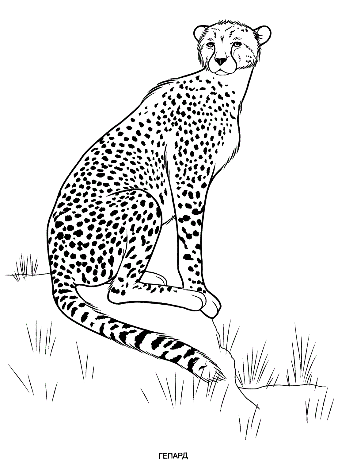 95 Wonderful Animals Coloring Pages Printable 54