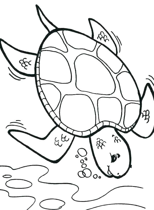 16+ Artistic Turtle Coloring Pages Printable