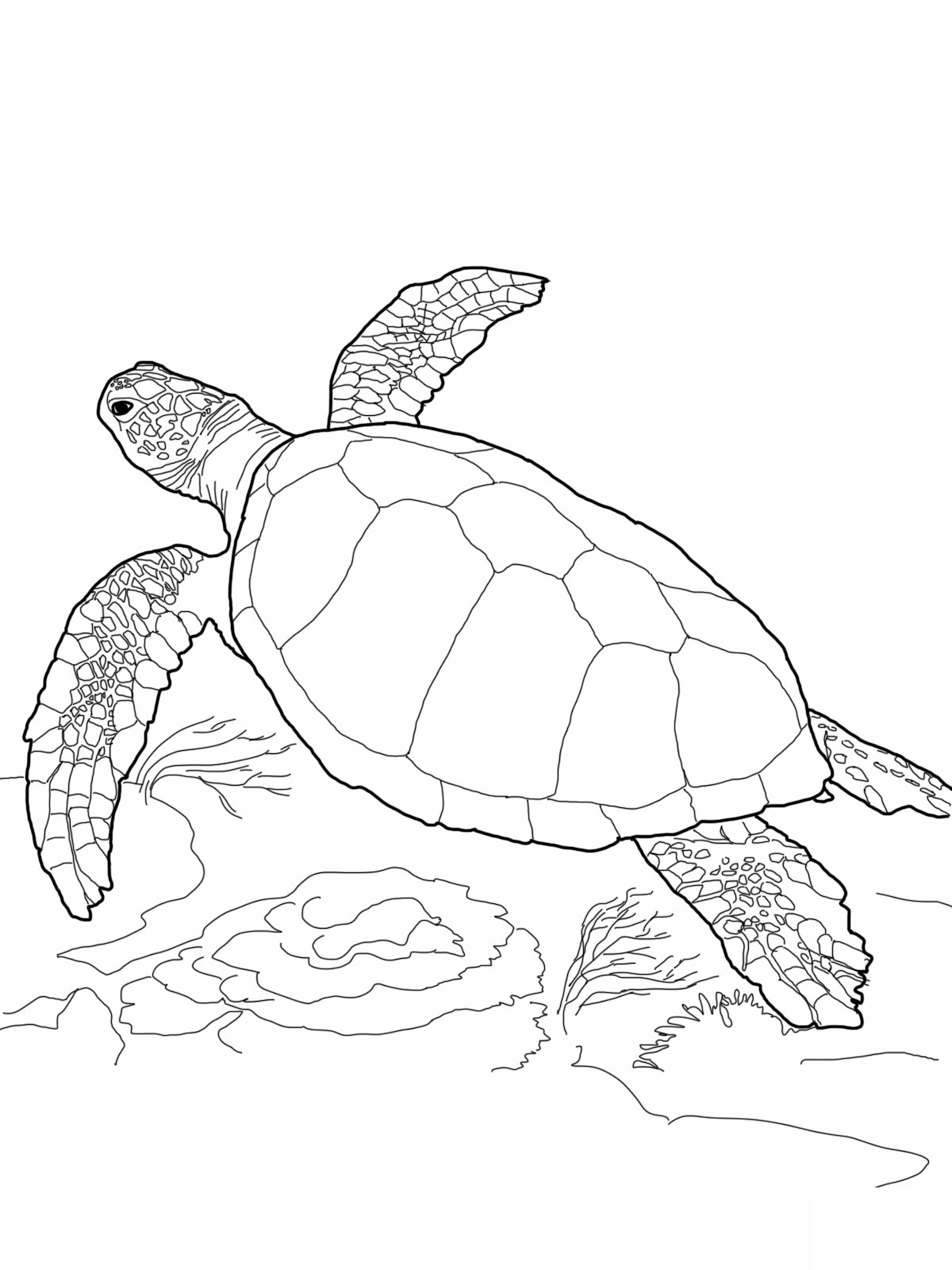 20+ Simple Turtle Coloring Pages Printable