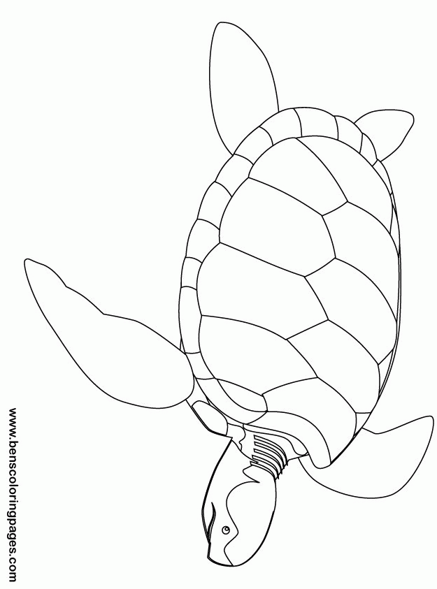 26+ Cute Turtle Coloring Pages Printable