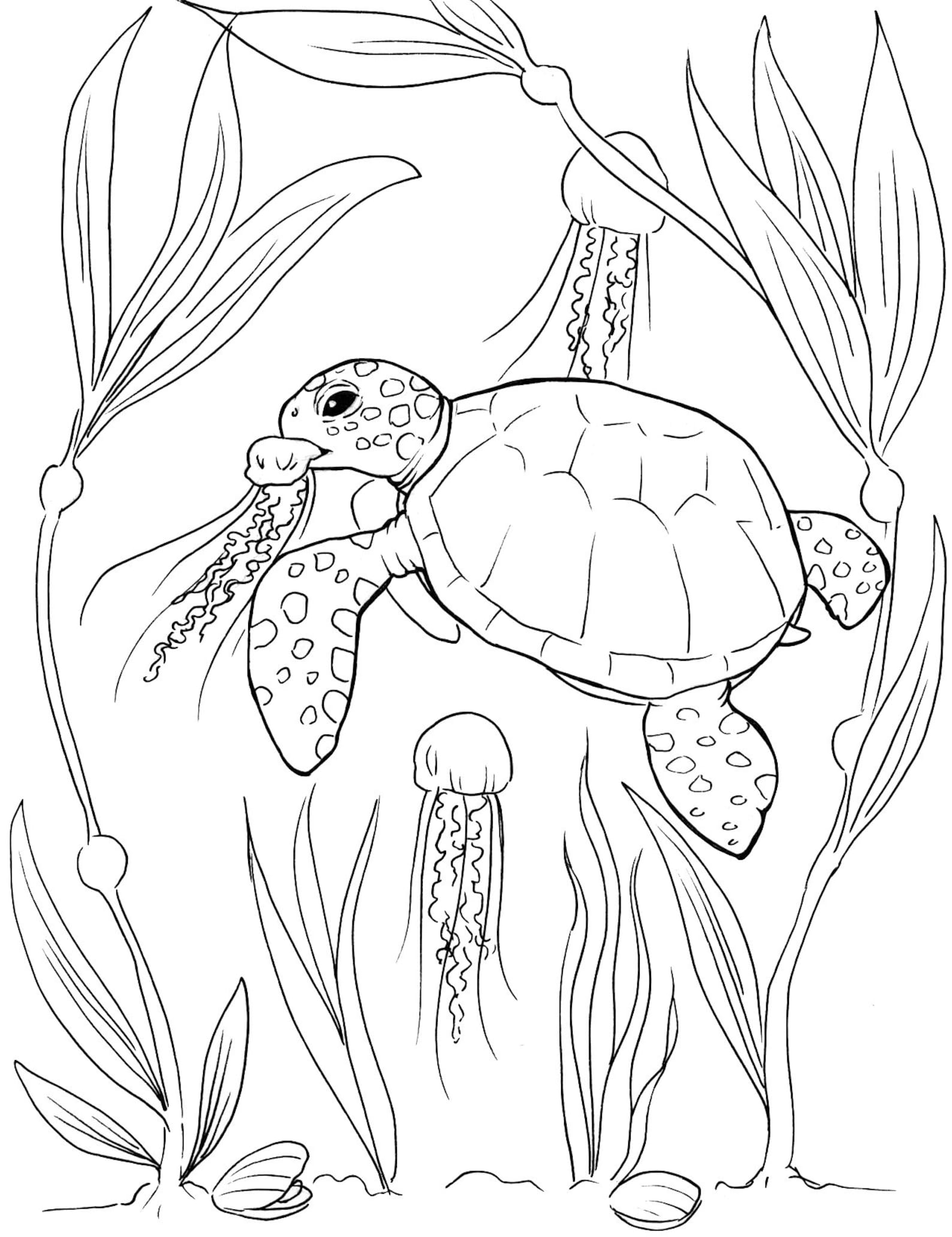 33+ Funtastic Turtle Coloring Pages Printable